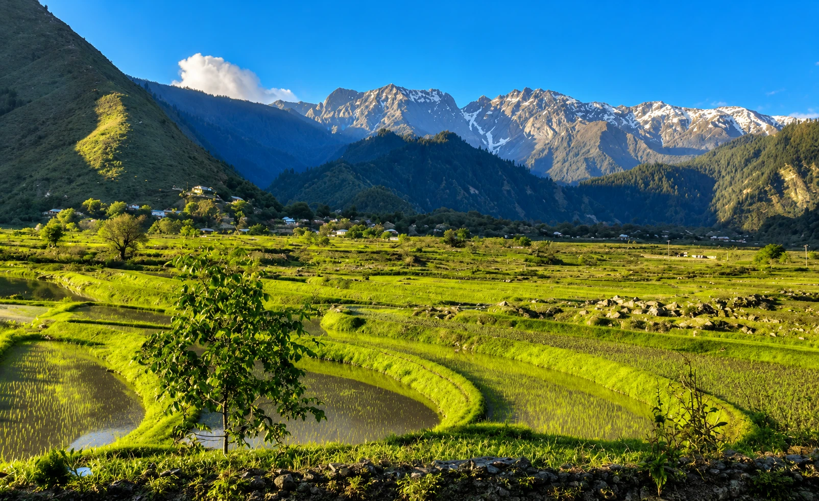 Rice fields of Leepa Valley, Azad Kashmir beneath mountain peaks